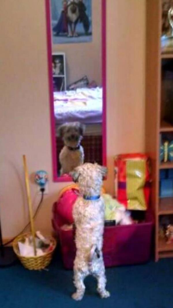 /images/uploads/griffin pond animal shelter/loveyourpet2018/entries/6605thumb.jpg